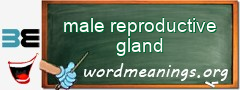 WordMeaning blackboard for male reproductive gland